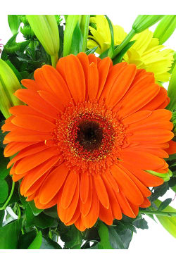 Hello Sunshine - Standard