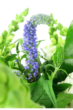 Growing Wild - Standard