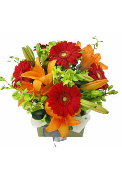 Harvest's Best - Standard