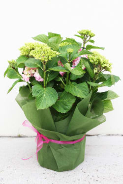 Hydrangea Plant - Standard