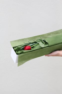 Single Elegant Rose - Standard