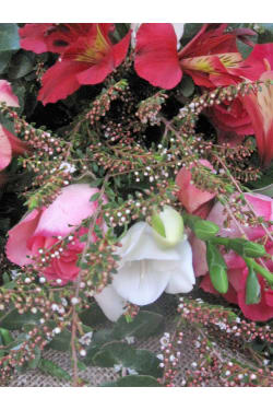 Guinevere - Standard