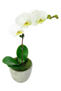 Exotic Orchids - Standard
