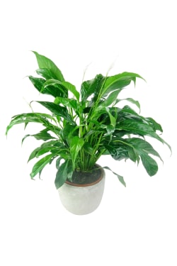 Perpetua Peace Lily - Standard