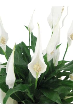 Perpetua Peace Lily - Standard