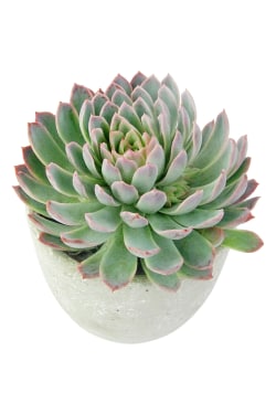 Geometric Succulent - Standard