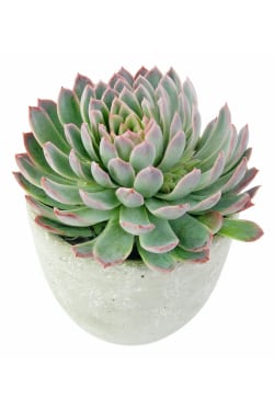 Geometric Succulent - Standard