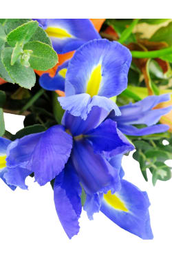 Floral Fusion - Standard