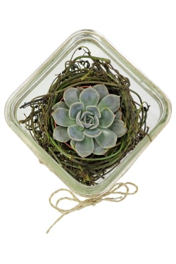 Nestled Succulent Plant - Standard