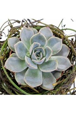 Nestled Succulent Plant - Standard
