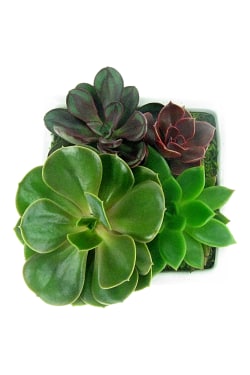Lush Patch Succulent Garden - Standard