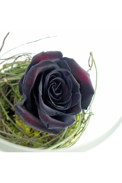 Black As Night Rose - Standard