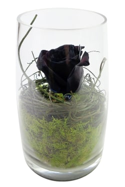 Black As Night Rose - Standard