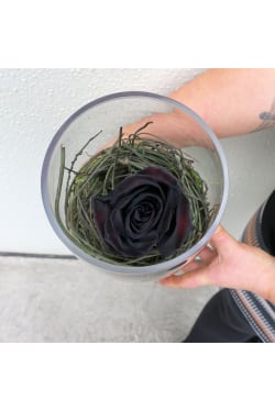 Black As Night Rose - Standard