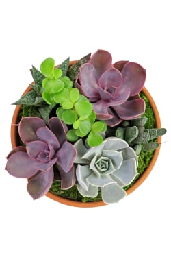 Succulent Garden - Baked Earth - Standard