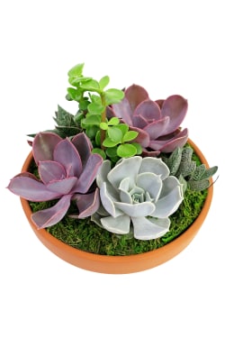 Succulent Garden - Baked Earth - Standard