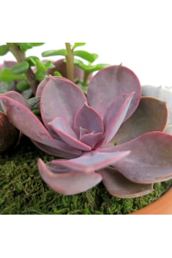 Succulent Garden - Baked Earth - Standard
