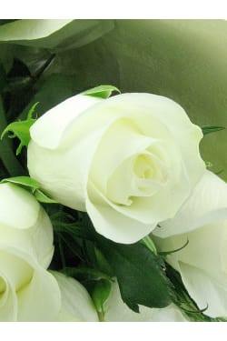 Valentine's Dozen White Roses - Deluxe