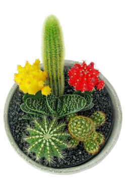 Painted Desert Cactus Garden - Standard