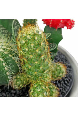 Painted Desert Cactus Garden - Standard
