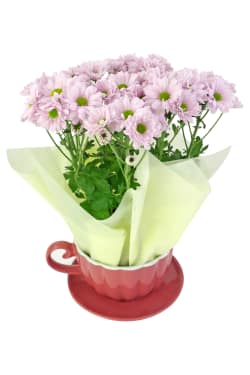 Pink Chrysanthemum Tea Cup - Standard