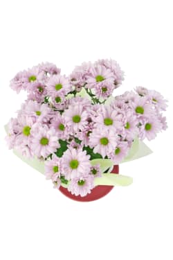 Pink Chrysanthemum Tea Cup - Standard