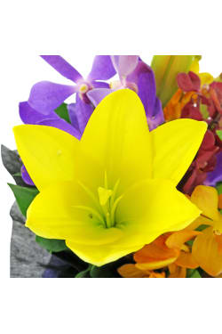 Making Magic - Mixed Brights - Standard