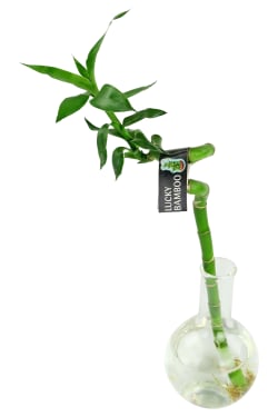 Lucky Bamboo - Standard