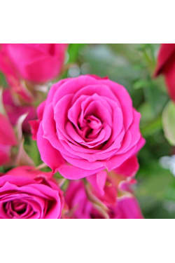 Best In Bloom - Standard