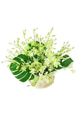 Orchid Allure - Standard