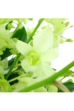 Orchid Allure - Standard