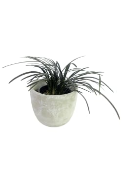 Marvelous Mondo Grass - Standard