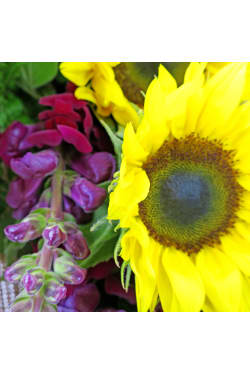 Sunny Style - Standard