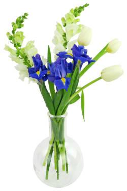 Spring Serenade - Standard