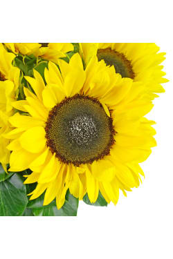 Sunflowers in a vase - Standard
