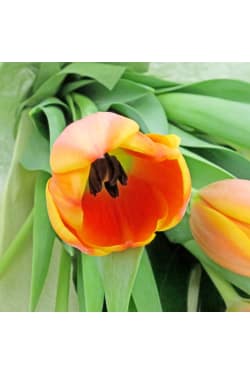 Tulip Bunch - Standard