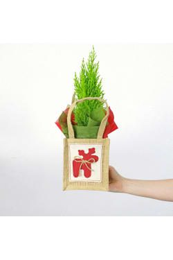 Christmas Conifer - Standard