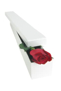Valentine's Single Rose - Standard