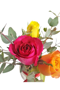 Rose Trio - Standard