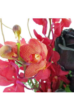 My Gothic Romance - Standard
