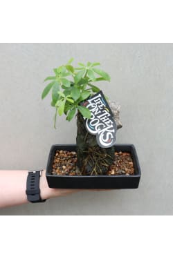 Remarkable Rock Bonsai - Standard