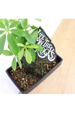 Remarkable Rock Bonsai - Standard