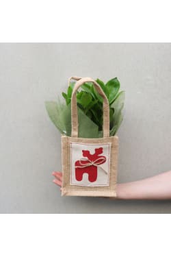 Festive ZZ Plant - Standard