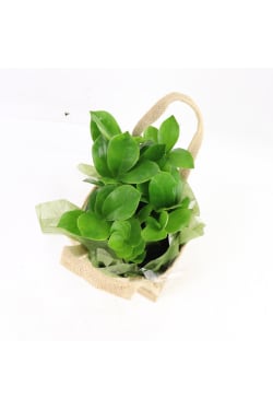 Festive ZZ Plant - Standard
