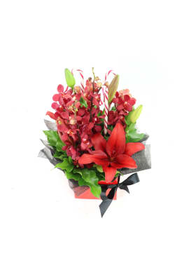 Making Christmas Magic - Red - Standard