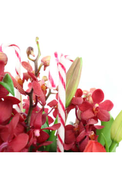 Making Christmas Magic - Red - Standard