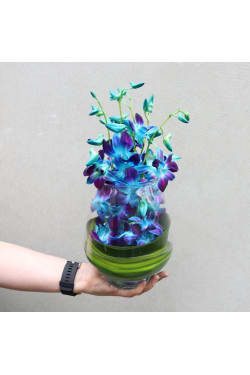Blue Elegant Orchids - Standard