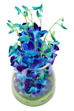 Blue Elegant Orchids - Standard