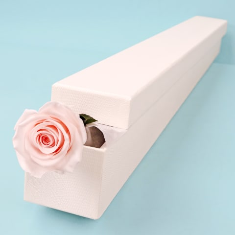 Preserved Pink Rose Stem  - Standard 0