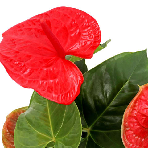 Gift Boxed Anthurium Plant - Standard 1
